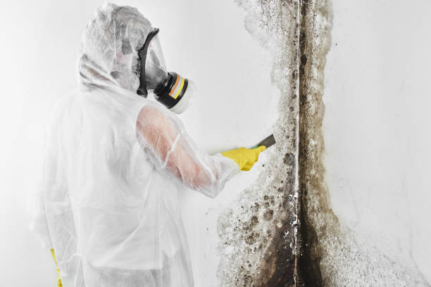 Best Mold Testing  in Augusta, ME