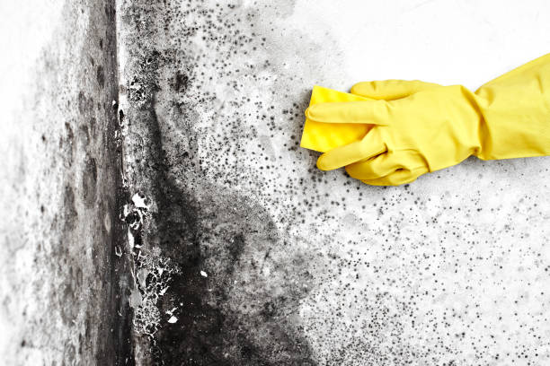 Best Local Mold Removal Service  in Augusta, ME