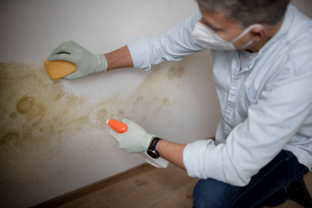 Home Mold Removal in Augusta, ME