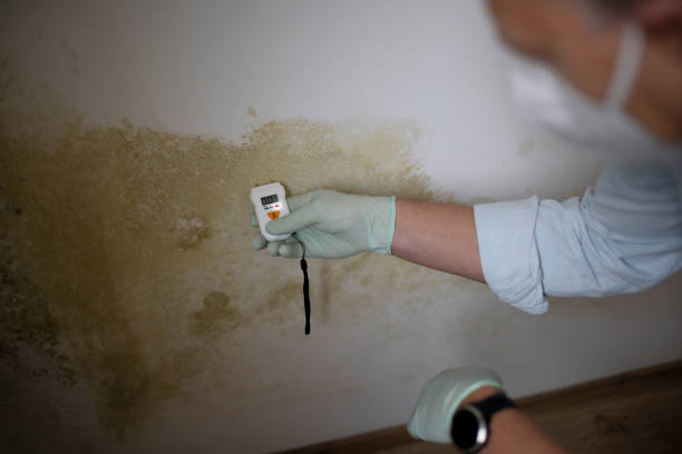 Certified Mold Removal in Augusta, ME