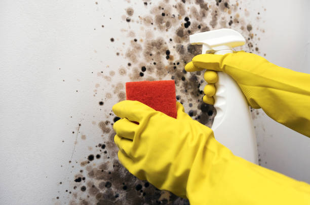 Best Office Mold Removal Services  in Augusta, ME