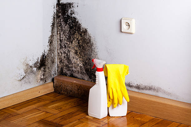 Best Mold Cleaning Services  in Augusta, ME