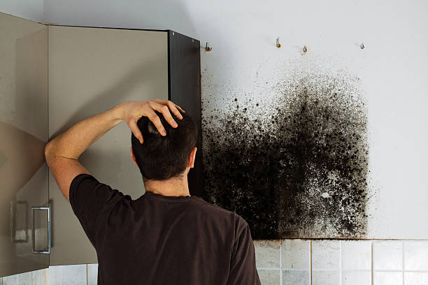 Best Mold Testing  in Augusta, ME