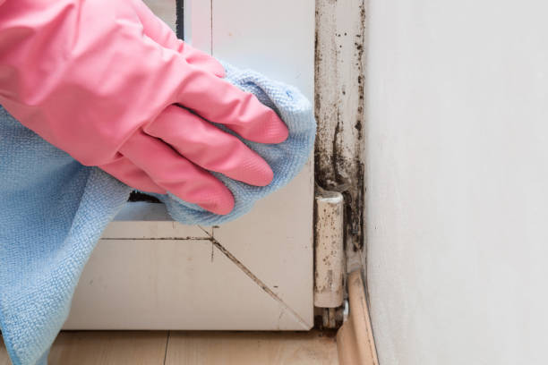 Best Residential Mold Removal  in Augusta, ME